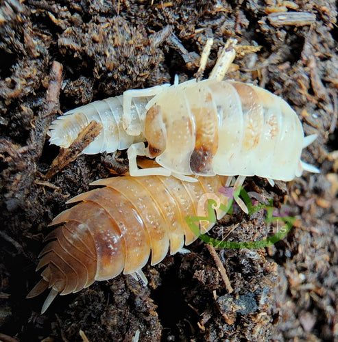 Orange koi scaber isopods for sale on Reptanicals