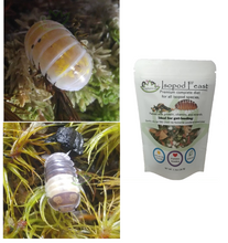 Load image into Gallery viewer, Panda Kings Isopods and Magic Potion isopods in bundle with Isopod food for sale
