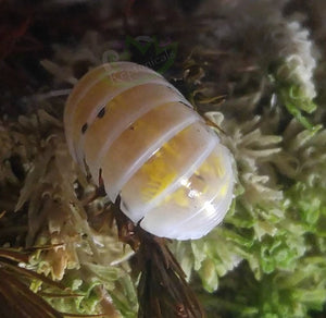 Japanese Magic Potion Isopods (A. vulgare): U-Pick Bundle