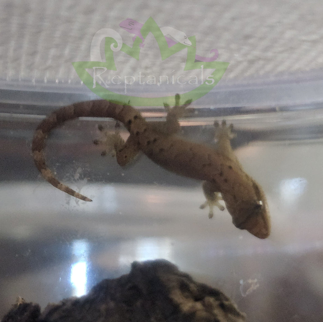 Philippine yellow bellied mourning gecko for sale reptanicals