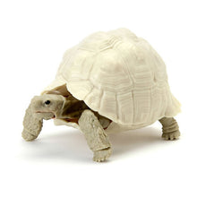 Load image into Gallery viewer, Bandai Kame 05 adult leucistic  Leopard Tortoise figurine for sale Reptanicals Bandai toy tortoise figure
