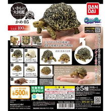 Load image into Gallery viewer, Bandai Kame 05 Leopard tortoise figurine set
