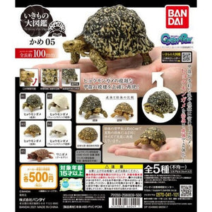 Bandai Kame 05 Leopard tortoise figurine set