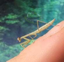 Load image into Gallery viewer, Chinese Praying Mantis L3-L4
