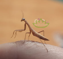 Load image into Gallery viewer, L2 European Praying Mantis for sale beneficial insects 
