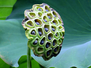 lotus pod and seeds