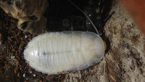 Freshly molted Madagascar Hissing Cockroach on Reptanicals
