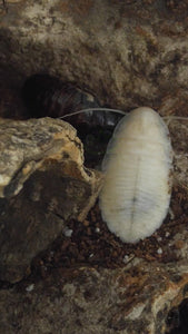 Molted Cockroach next to regular hissing cockroach Reptanicals