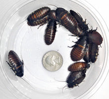 Load image into Gallery viewer, Madagascar Hissing Cockroaches for sale 1-2in
