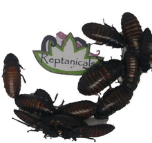 Load image into Gallery viewer, Large reptile feeder insects for sale

