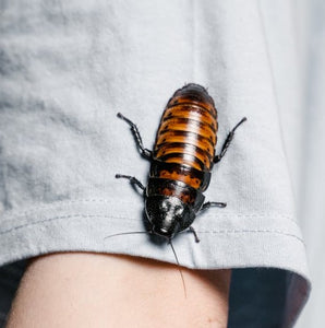 Madagascar hissing cockroach on a sleeve