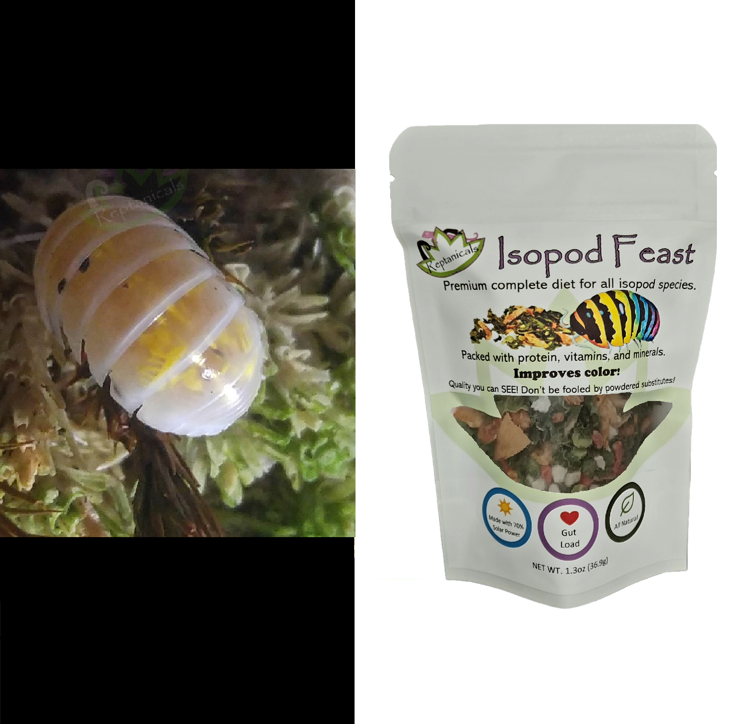 Japanese Magic Potion Isopods (A. vulgare): U-Pick Bundle – Reptanicals