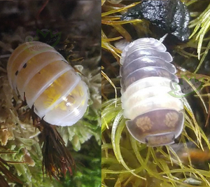 Japanese Magic Potion isopods and Panda King isopods for sale bundle combo pack cubaris sps