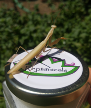 Load image into Gallery viewer, Golden Chinese Mantis on Jar of healing cream Reptanicals
