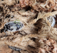 Load image into Gallery viewer, Oniscus asellus isopods in sphagnum moss
