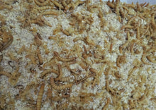 Load image into Gallery viewer, Feeder Feast with Mealworms Reptanicals.com
