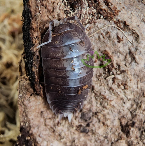 Milkback isopods for sale Reptanicalshop.com