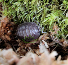 Load image into Gallery viewer, Milkback Porcellio laevis isopod on green moss 
