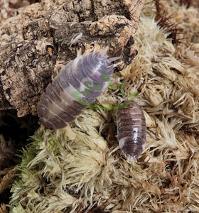 Laevis isopods Milkbacks on cork and moss Nature's clean up crew