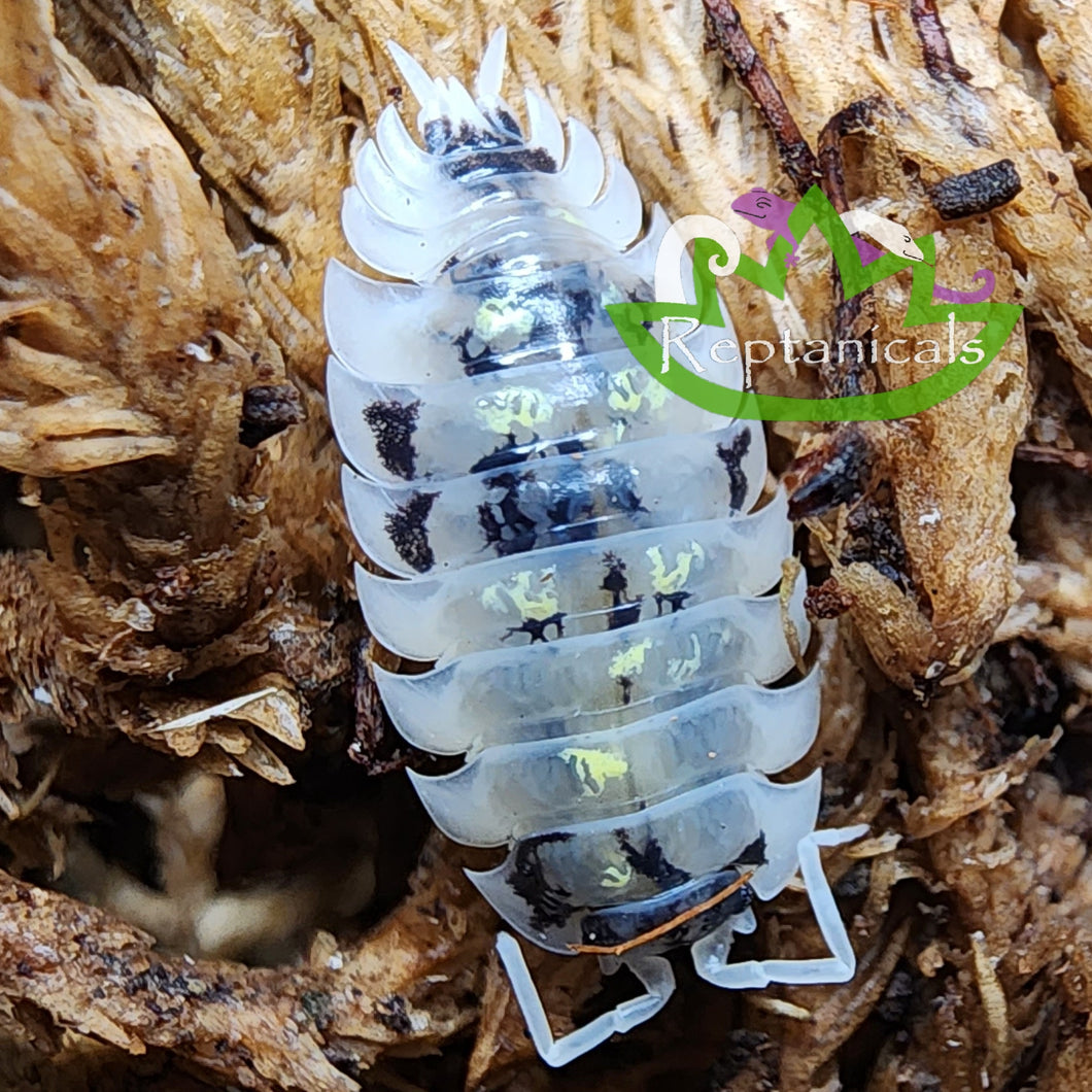 Oniscus asellus Mardi Gras Dalmation Isopod Reptanicals