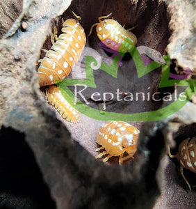 Orange Armadillidium werneri Isopod s lotus pod Reptanicals