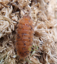 Load image into Gallery viewer, Porcellio scaber Orin&#39;s Calico unique isopod morphs for sale Reptanicals
