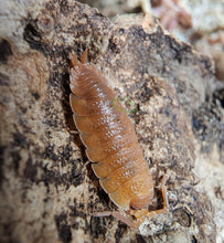 Load image into Gallery viewer, Orange isopods for sale Porcellio laevis
