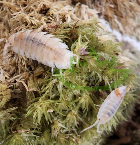 Orange dalmatian isopods for sale reptile clean up crew