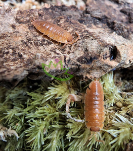 Orange laevis on bark and moss, green isopods for sale 