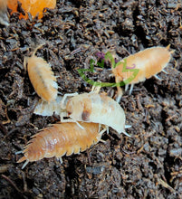 Load image into Gallery viewer, Porcellio laevis Orange Koi isopods on Reptanicals&#39; Bug Bedding Isopod substrate for sale on Reptanicals.com

