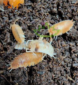 Porcellio laevis Orange Koi isopods on Reptanicals' Bug Bedding Isopod substrate for sale on Reptanicals.com