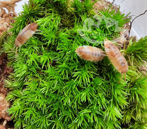 Green moss with orange koi isopods