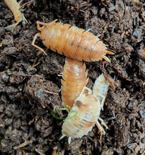 Load image into Gallery viewer, Porcellio scaber isopods on Reptanicals&#39; Bug Bedding isopod substrate
