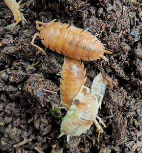 Porcellio scaber isopods on Reptanicals' Bug Bedding isopod substrate