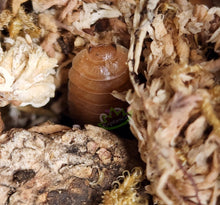Load image into Gallery viewer, Orange laevis isopod hiding in moss Reptanicals
