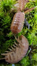 Load image into Gallery viewer, Orange vigor vulgare isopods Isopod leg close up
