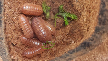 Load image into Gallery viewer, Orange Roly Poly isopods inside nut shell
