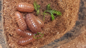 Orange Roly Poly isopods inside nut shell