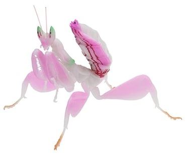 mantis sex toy 29 Top-Rated Sex Toys You Should Own Already, But Don't main image 0