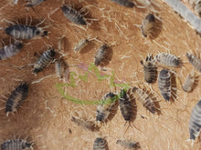 Load image into Gallery viewer, Oreo crumble isopods for sale on Reptanicals
