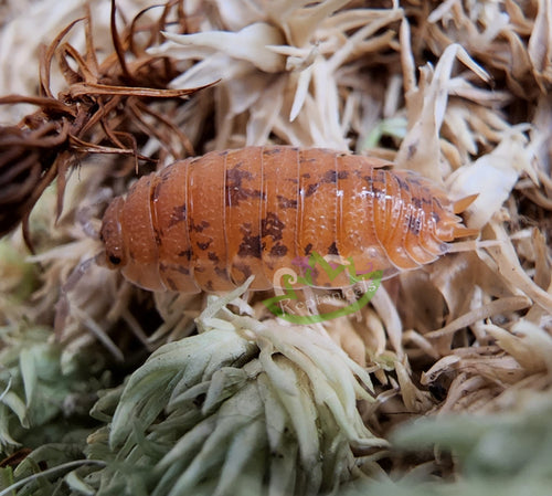 Orin's calico pale orange isopod on moss