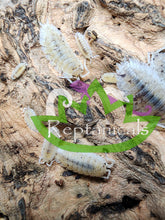 Load image into Gallery viewer, P. Scaber Dalmatian Isopods Reptanicals
