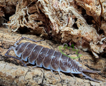 Load image into Gallery viewer, Porcellio hoffmannseggi isopods for sale
