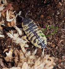 Load image into Gallery viewer, Porcellio ornatus isopods for sale Reptanicals
