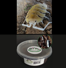 Load image into Gallery viewer, Bolivari yellow isopods with Springtails in peat moss
