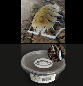 Bolivari yellow isopods with Springtails in peat moss