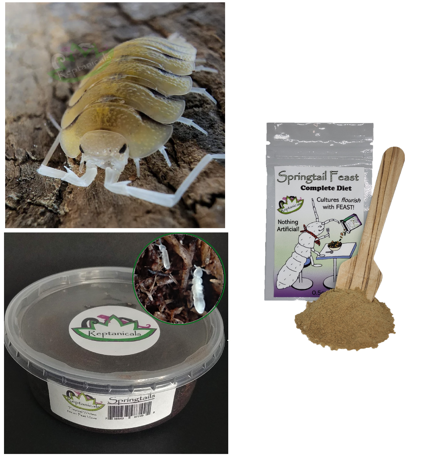 Porcellio bolivari Isopods : U-Pick Bundle – Reptanicals