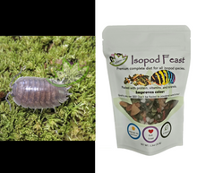 Load image into Gallery viewer, common Porcellio laevis for sale Reptanicals wild type Porcellio laevis with food
