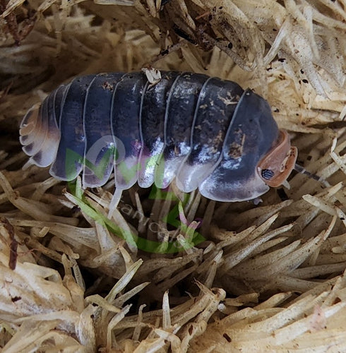 Pak chong isopod covered in coco coir walking on moss