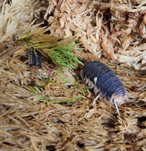Load image into Gallery viewer, Adult Pak Chong Isopod and juvenile on moss
